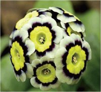 Yellow, Black White Flower