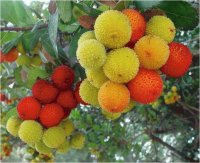 Fruit Tree