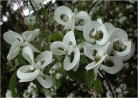 Beautiful White Flowers