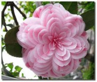 Dahlia
