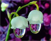 Flowers with water drops