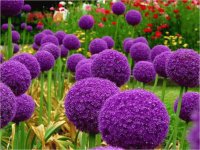 Purple Flowers