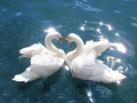 casal de cisnes