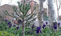 PAISAJE MADRILEÑO