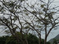 Mimosa tree, Nevis