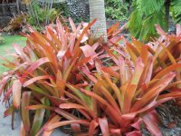 Botanical Gardens, Nevis
