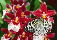 papillon