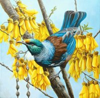 Tui in Gold ( Kingfisher ) by Craig Platt