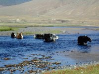 yak
