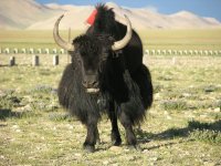 yak1