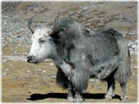 yak3