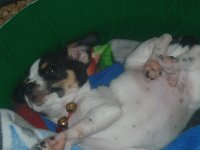 ruffo