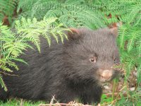 Wombat