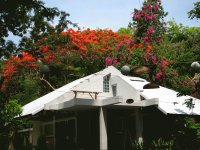 Flowers on Ko Samet Thailand