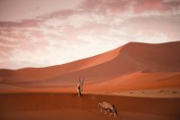 - oryx mamiferos bovídeos nativos da,(africa/Arábia)