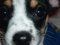 mascota