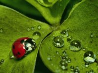 coccinelle