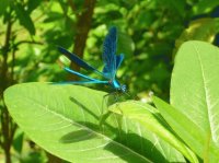 libellula
