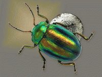 scarabeo