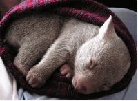 Wombat1