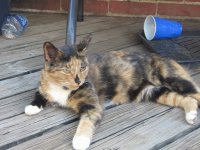 My cat Twinkles  