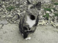 Khelcy's cat Twinkles