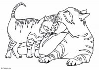 kitty cats