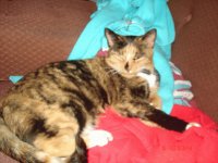 My lazy cat