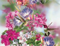 Colibris