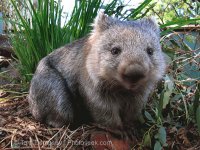 wombat2