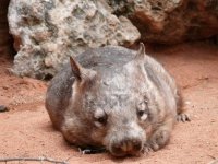 wombat3