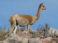 Vicuña