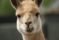 Vicuña1