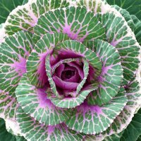 Smooth Kale by Judith Baker Montano
