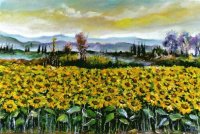 Girasoli