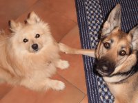 spitz-pastore