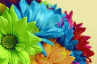 Flores