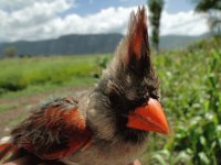 CARDENAL (HEMBRA)