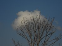 Copito de Nubes