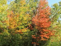 Fall colours backroads of Renous NB