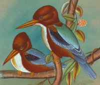 Kingfishers