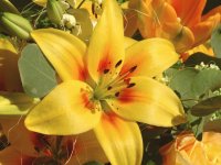 flores