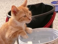 Gato Tigre