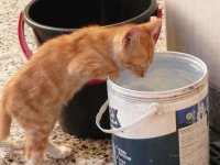 Gato Tigre