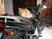 Gato Tigre
