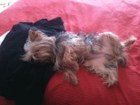 pancho sleeps