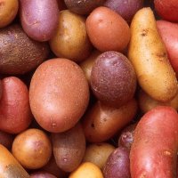 Different kind of Potatoes