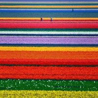 Tulip fields in the Netherlands