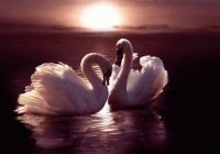 cygnes