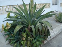 Maguey